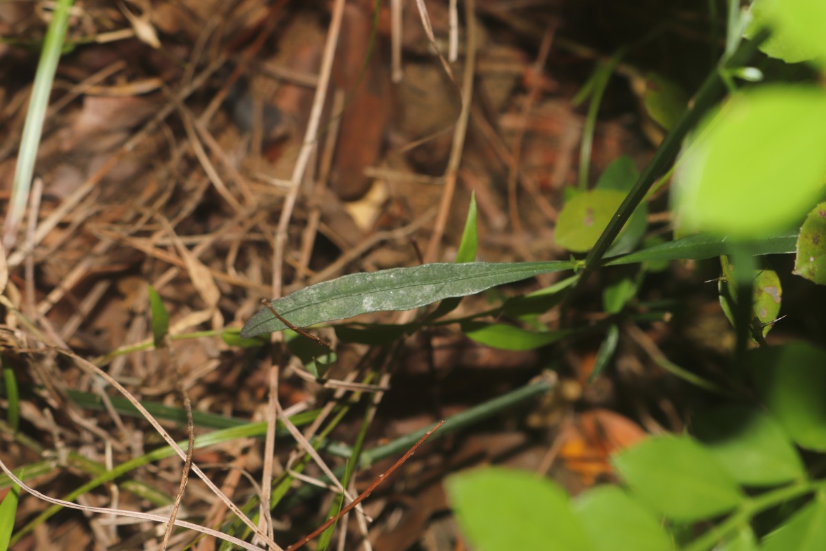 Andrographis alata (Vahl) Nees